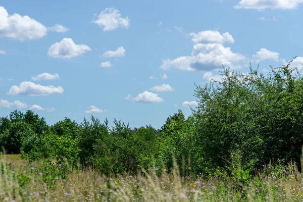 Nahaufnahme Einer Wiese Mit Schönen Blumen Und Grünen Bäumen — Stockfoto