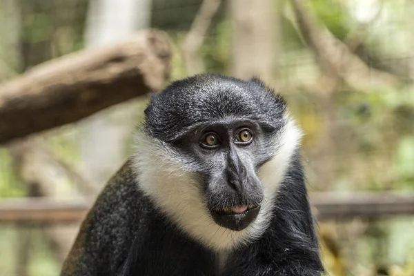 Portrét Roztomilé Colobus Monkey Zoo — Stock fotografie