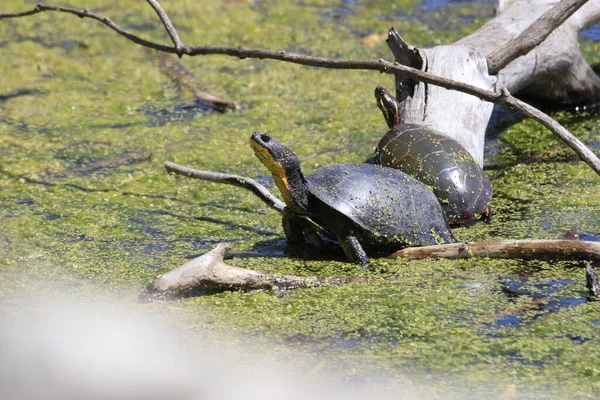 Selectivo Una Tortuga Blanding Emydoidea Blandingii Pantano —  Fotos de Stock