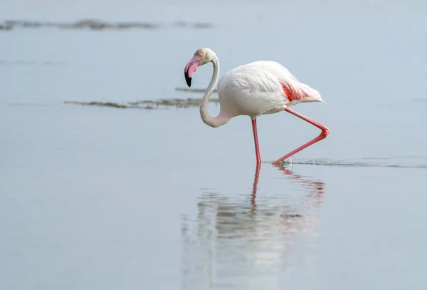 Tiro Close Flamingo Maior Phoenicopterus Roseus Andando Mar — Fotografia de Stock