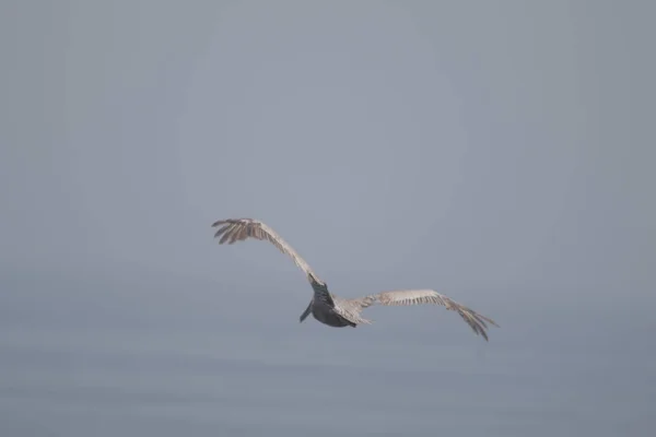 Pelícano Volando Sobre Mar Día Soleado Con Fondo Borroso — Foto de Stock