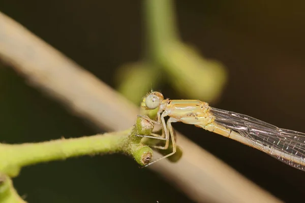 Nahaufnahme Eines Insekts Auf Einer Grünen Pflanze Einem Garten — Stockfoto