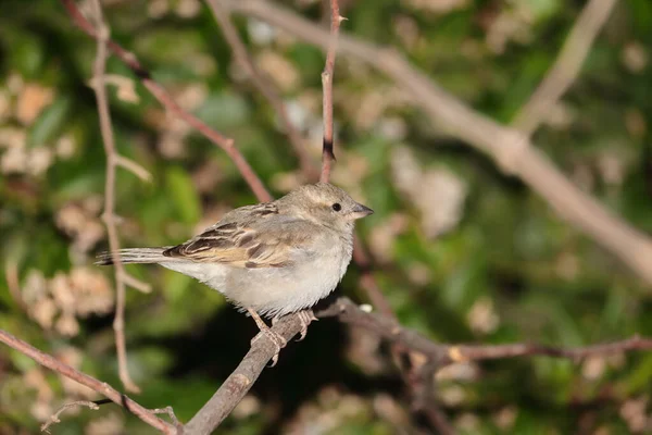 Nahaufnahme Eines Sperlings Auf Einem Ast Garten — Stockfoto