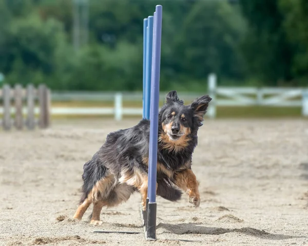 Cane Hovawart Una Gara Agilità — Foto Stock