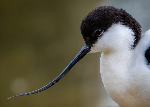 Une Vue Rapprochée Joli Petit Oiseau Blanc Noir Avec Long — Photo