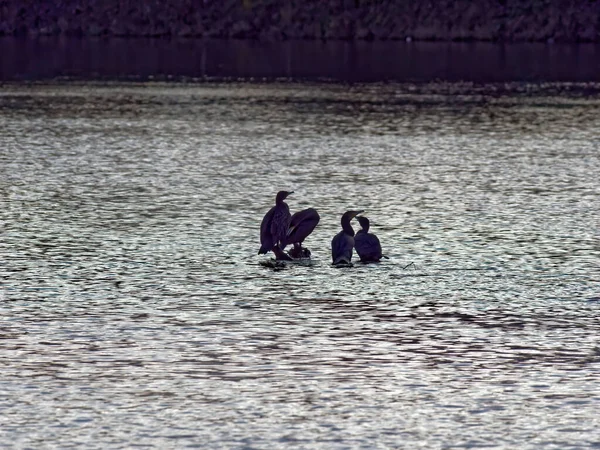 Nahaufnahme Einer Gruppe Von Vögeln Auf Der Wasseroberfläche Wald — Stockfoto