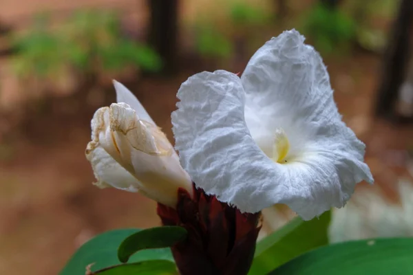 Fuoco Superficiale Fiore Bianco Con Foresta Sfocata Sullo Sfondo — Foto Stock