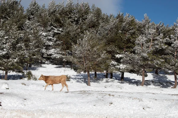 Μια Γραφική Θέα Μιας Αγελάδας Ένα Δάσος Τυλιγμένο Χιόνι — Φωτογραφία Αρχείου