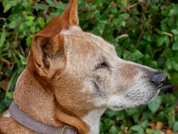 Strzał Profilu Słodkiego Basenji Psa Pozowanie Naturalnym Tle — Zdjęcie stockowe