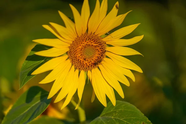 Tournesol Fleurs Dans Ferme — Photo