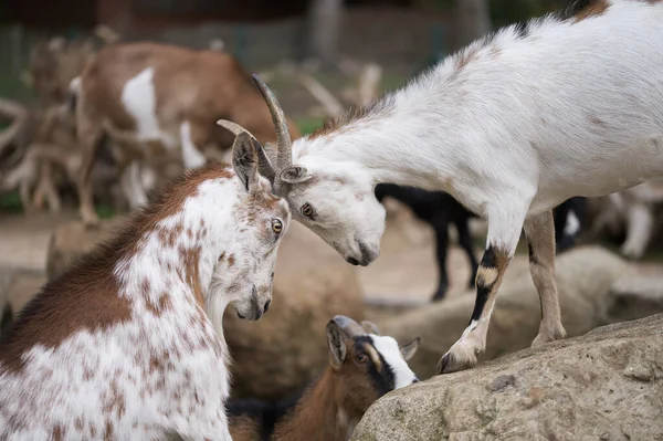 Goats Fighting Each Other Rocks Farm — Stock Photo, Image