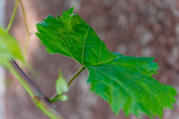 Ein Selektiv Eines Traubenblattes Einer Rebe — Stockfoto