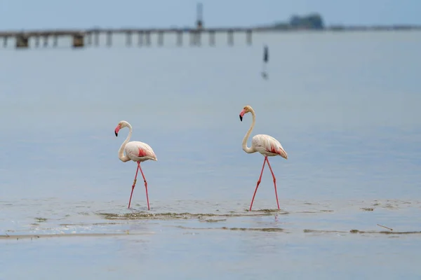 Closeup Shot Greater Flamingos Phoenicopterus Roseus Walking Sea — Stock Photo, Image