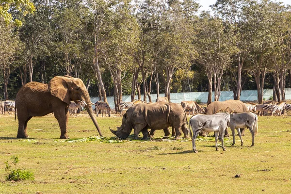 Вид Зоопарк Животными Такими Слон Зебра Носорог Солнечной Земле Травы — стоковое фото