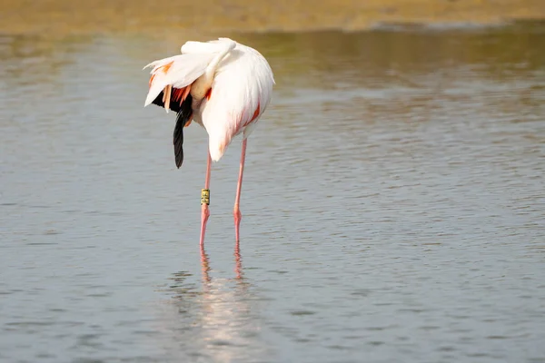Strzał Bliska Większego Flaminga Fenicopterus Roseus Drapiącego Się Plecach Jeziorze — Zdjęcie stockowe