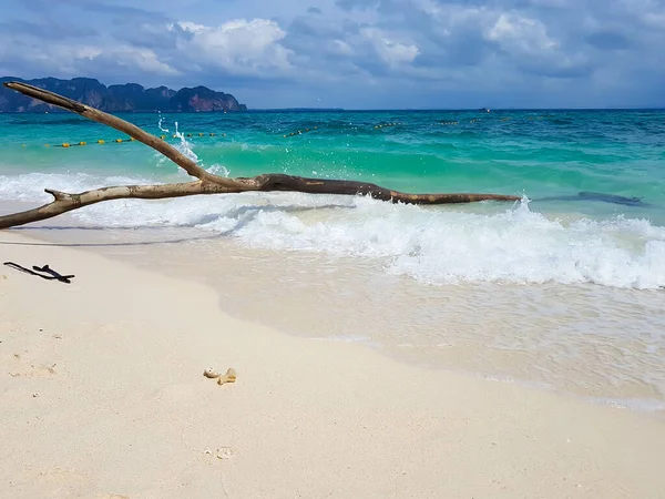 晴れた日には曇り空の下 海に囲まれたビーチの腐った木 — ストック写真