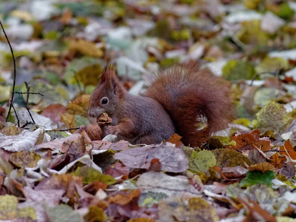 Una Vista Cerca Una Linda Ardilla Negra Diminuta Comiendo Una —  Fotos de Stock