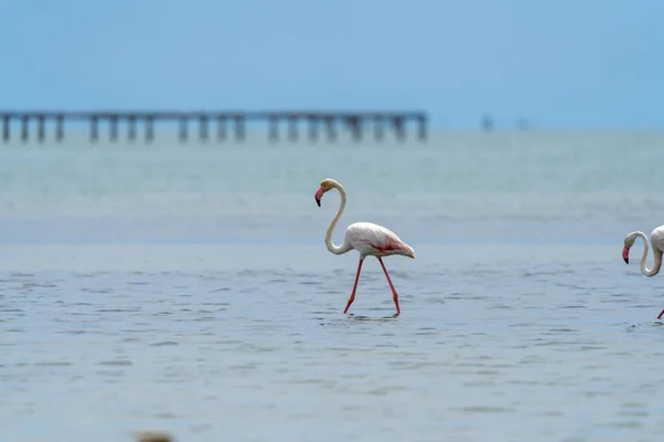 Gros Plan Flamants Roses Phoenicopterus Roseus Marchant Dans Mer — Photo