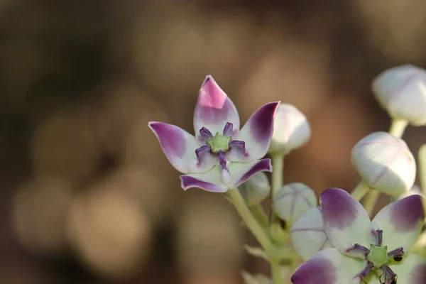 Selektywny Strzał Ostrości Purpurowego Kwiatu Ogrodzie — Zdjęcie stockowe