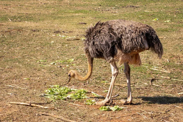 Närbild Struts Som Står Och Äter Gräs Från Land Solig — Stockfoto