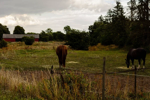 Tiro Perto Cavalos Pastando Campo Verde — Fotografia de Stock