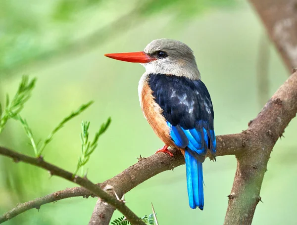 Une Belle Vue Oiseau Coloré Avec Bec Orange Assis Sur — Photo