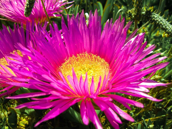 Een Close Schoot Een Nieuwe Engeland Asters Stamper Bloemblaadjes Groeien — Stockfoto