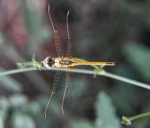 Eine Draufsicht Auf Eine Kleine Libelle Die Auf Einem Ast — Stockfoto