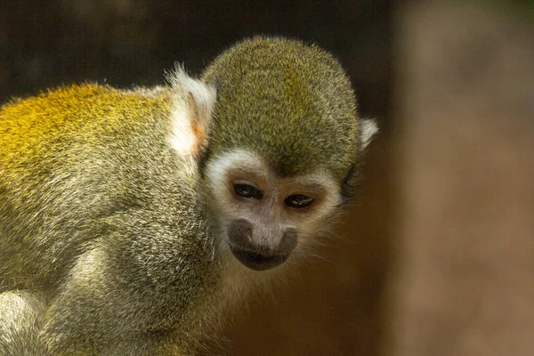 Eine Nahaufnahme Eines Niedlichen Affenbabys — Stockfoto