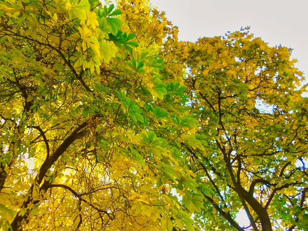 Ein Malerischer Blick Auf Gelbe Herbstbäume Ideal Für Tapeten — Stockfoto