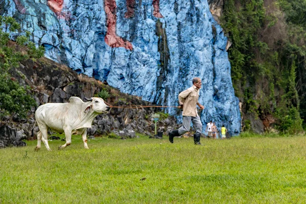 Pinal Rio Cuba 2018年10月09日 キューバのピナール リオ州ヴィナレスのミュラル プレステリアで白い牛を捕獲する農民の見解 — ストック写真