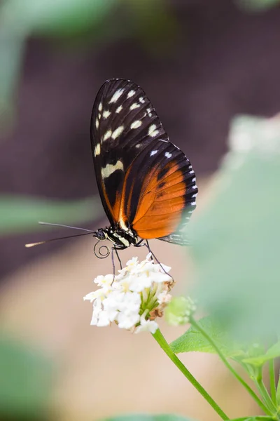 Enfoque Selectivo Hermosa Mariposa Colorida Manchada Planta —  Fotos de Stock