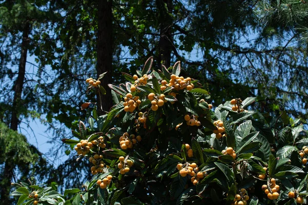 Plan Angle Bas Loquat Avec Nombreux Fruits — Photo