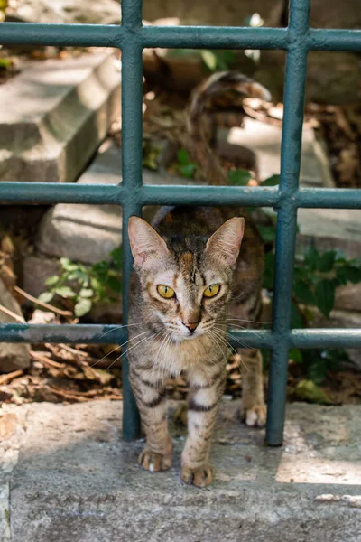 Een Kleine Kat Die Door Een Hek Loopt — Stockfoto