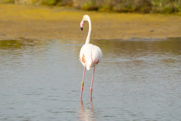 Closeup Shot Greater Flamingo Phoenicopterus Roseus Standing Lake — Stock Photo, Image