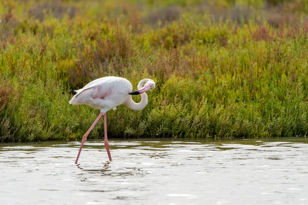 Крупним Планом Фламінго Phoenicopterus Roseus Дряпає Шию Березі Озера — стокове фото