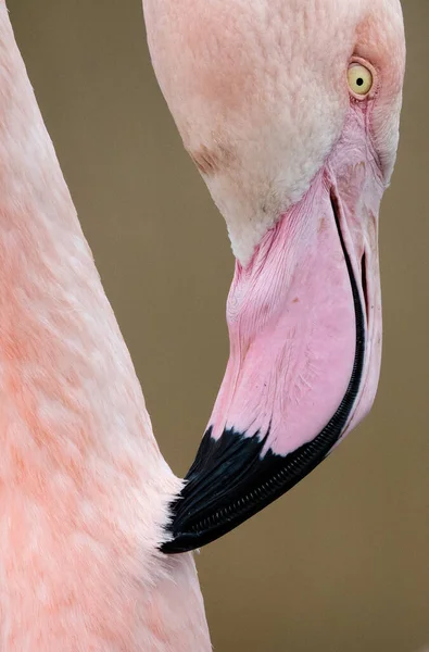 Closeup View Beak Flamingo Scratching Skin Blurry Background — Stock Photo, Image
