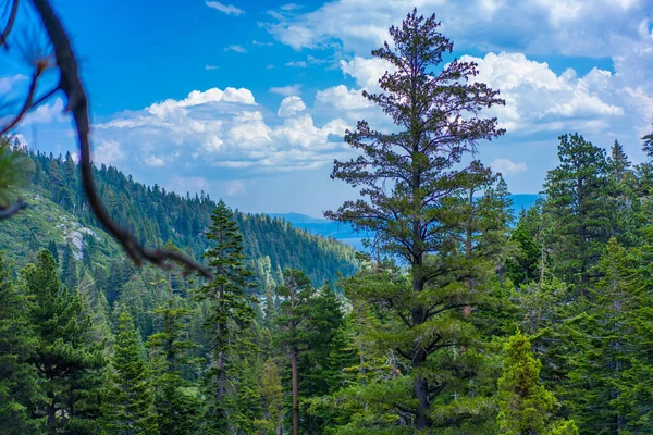 森林景观的高角镜头 背景是绿树成荫的山峦 — 图库照片