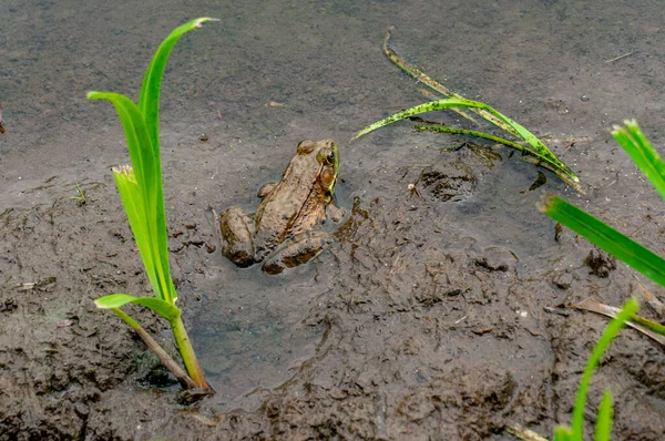 Slizká Malá Žába Bahnité Vodě Rostoucí Zelené Rostliny — Stock fotografie