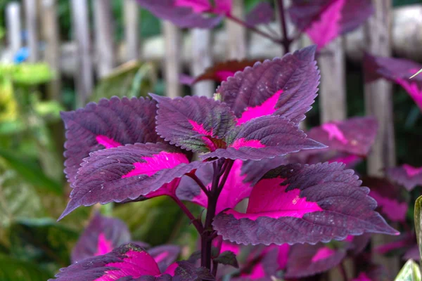 庭に紫色の葉を持つ植物の浅い焦点 — ストック写真