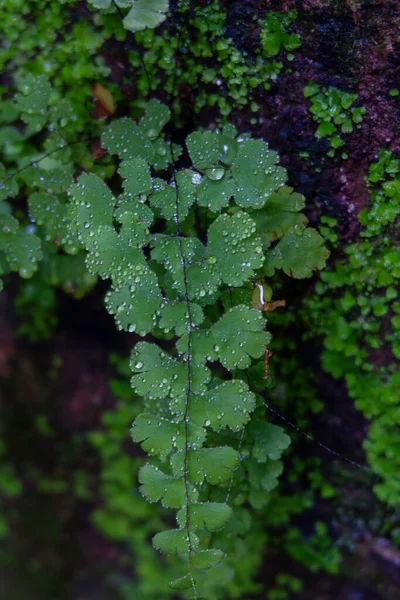 Eine Vertikale Aufnahme Von Wildpflanzen Und Wassertropfen Auf Sie Garten — Stockfoto