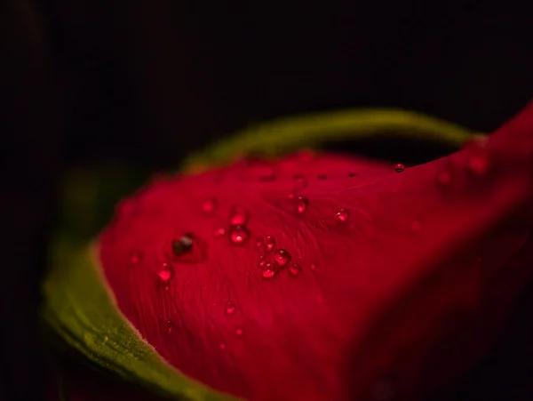 Eine Nahaufnahme Einer Roten Rose Mit Wassertropfen Darauf — Stockfoto