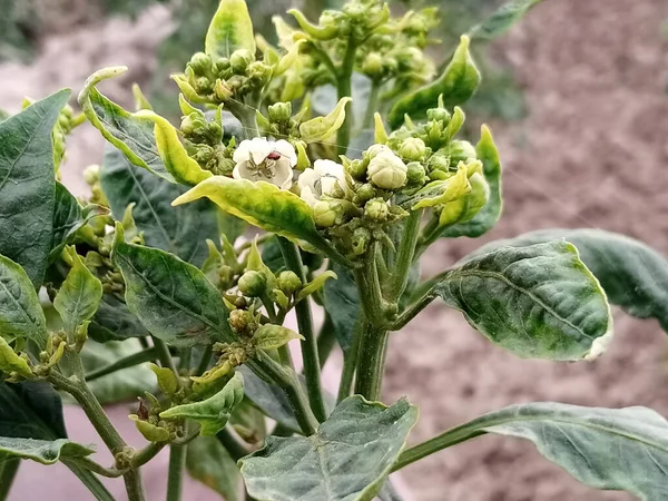 Blommande Buske Peppar Med Vita Blommor Trädgården — Stockfoto