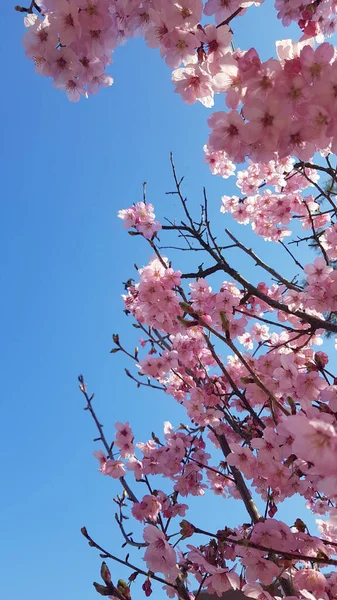 Colpo Verticale Fiori Ciliegio Che Crescono Sui Rami Sotto Skyline — Foto Stock