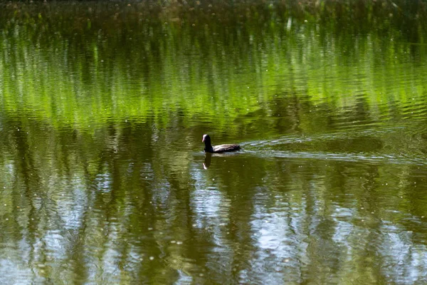 Closeup Shot Small Black Duck Swimming Lake — Stock Photo, Image