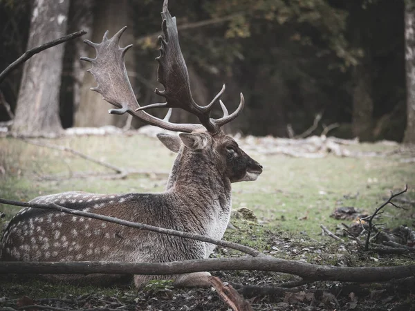 Gros Plan Cerf Cornes Assis Sur Sol — Photo