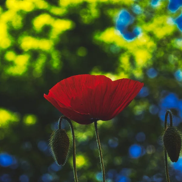 Gros Plan Beau Popp Fleurissant Dans Jardin — Photo