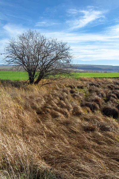 Eine Vertikale Aufnahme Eines Mit Getrocknetem Gras Bedeckten Feldes Mit — Stockfoto