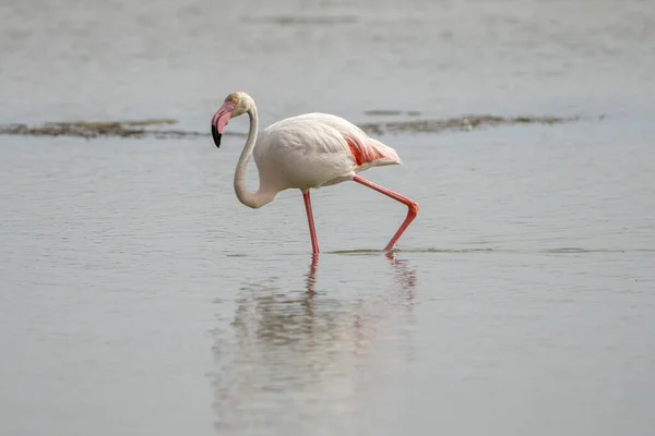 Closeup Shot Greater Flamingo Phoenicopterus Roseus Walking Sea — Stock Photo, Image