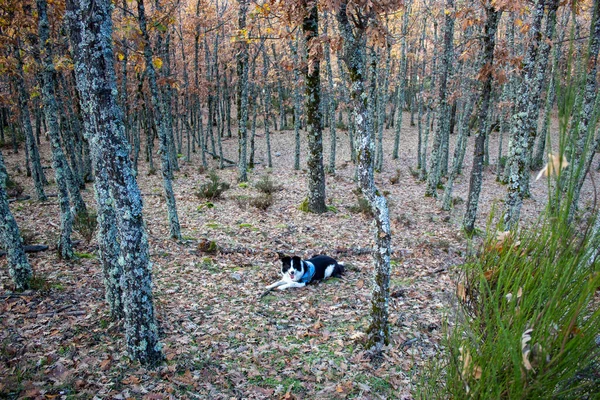 Svart Och Vit Gränscollie Hund Ligger Bladen Skog — Stockfoto